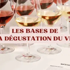 Verres de vin rouge, rosé et blanc alignés, prêts pour une dégustation. Les bases du vin expliquées.