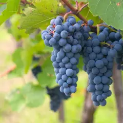 Grappes de cépage gamay mûres et bleutées pendant au soleil, prêtes à être récoltées pour un vin fruité.