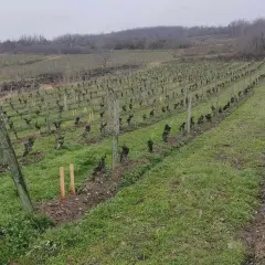 Vignoble en rangées, avec des vignes taillées et des piquets en bois sous un ciel couvert.