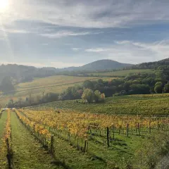 Vignoble doré sous le soleil matinal, s'étendant à perte de vue sur les collines. Un paysage bucolique qui évoque le **domaine des entrefaux**.