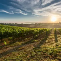 Vignes verdoyantes sous un soleil levant, le **mas haut buis** se reflète dans la rosée du matin. Un paysage bucolique et paisible.