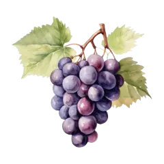 Une grappe de raisins noirs et violets, avec des feuilles vertes. Ces raisins sont la base du pinot noir, un vin rouge apprécié.