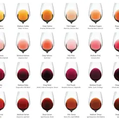 Tableau comparatif des couleurs de vins. Le Pinot Noir Rosé présente une couleur cuivrée moyenne, une nuance parmi d'autres.
