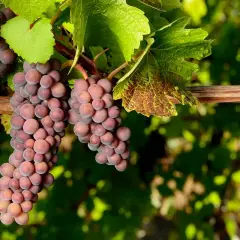 Grappes de Pinot Gris rosées, distinctes du Pinot Blanc. Vignes ensoleillées.