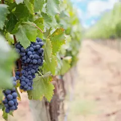 Grappes de cépage mourvèdre mûres sur une vigne, avec une rangée de vignes floue en arrière-plan.