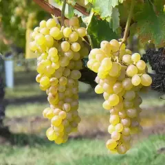 Grappes de raisins blancs mûrs, prêtes à devenir un délicieux vin blanc muscat.