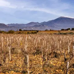 Vignes dénudées au clos du calvaire, sous un ciel bleu, avec des montagnes enneigées en arrière-plan.