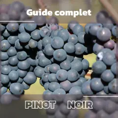 Guide complet sur les caractéristiques du pinot noir, avec des grappes de raisins sombres mises en avant.
