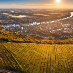 Vignoble doré baigné par le soleil, avec un village et une rivière en arrière-plan. Un paysage typique pour un vin hongrois.