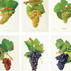 Six illustrations de grappes de raisin : Chenin blanc, Piquepoul blanc, Sylvaner, et trois autres. Ces images montrent la diversité des cépages en France.