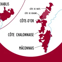 Carte des vignobles de Bourgogne, montrant Chablis, Côte d'Or, Côte Chalonnaise et Mâconnais. Le Chardonnay est roi pour le vin de Bourgogne blanc.