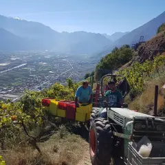 Vendange au domaine de Beudon. Un tracteur vert transporte des caisses de raisins, avec un paysage de vallée et de montagnes en arrière-plan.