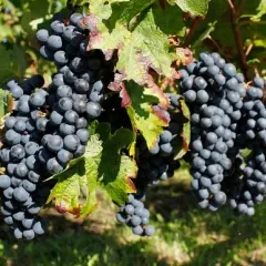 Grappes de raisin merlot mûres sur la vigne, évoquant l'origine de ce vin rouge apprécié.