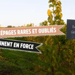 Vigne avec pancarte "Balzac Noir, Cépage Ancestral". Les cépages rares et oubliés reviennent en force.