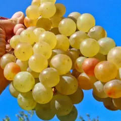Une main tient une grappe de raisins blancs, certains rosés. Peut-on faire du vin rouge avec du raisin blanc ? La réponse est non, mais ces raisins sont parfaits pour un vin blanc fruité.