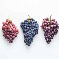Cinq grappes de raisins, dont un cépage corse rouge, sur fond blanc.