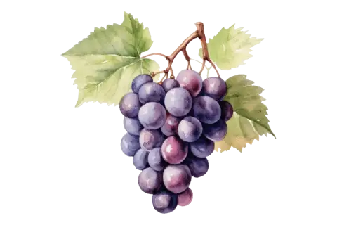 Une grappe de raisins noirs et violets, avec des feuilles vertes. Ces raisins sont la base du pinot noir, un vin rouge apprécié.