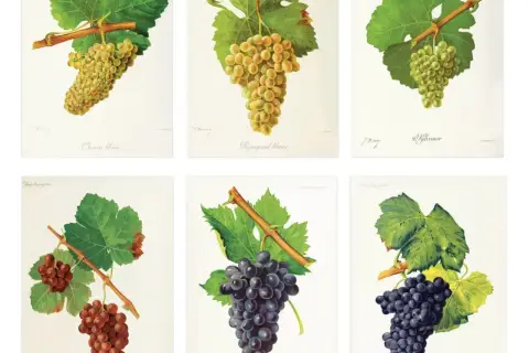 Six illustrations de grappes de raisin : Chenin blanc, Piquepoul blanc, Sylvaner, et trois autres. Ces images montrent la diversité des cépages en France.