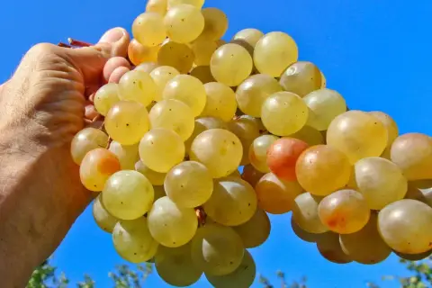 Une main tient une grappe de raisins blancs, certains rosés. Peut-on faire du vin rouge avec du raisin blanc ? La réponse est non, mais ces raisins sont parfaits pour un vin blanc fruité.