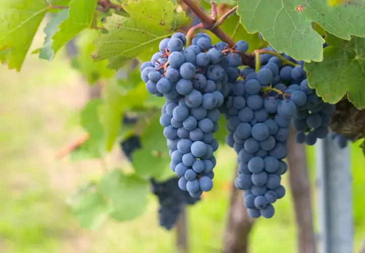 Grappes de cépage gamay mûres et bleutées pendant au soleil, prêtes à être récoltées pour un vin fruité.