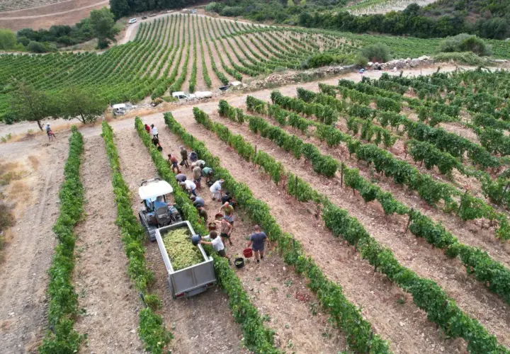 Vendanges au domaine Leccia : des vignerons récoltent le raisin à la main, une équipe charge le tracteur.