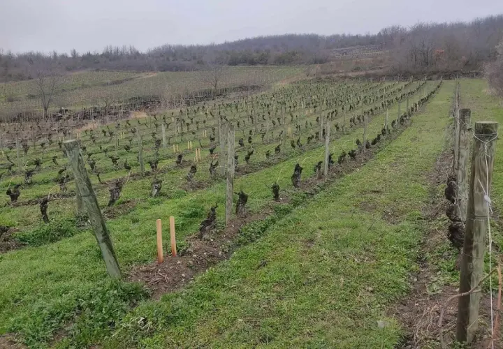 Vignoble en rangées, avec des vignes taillées et des piquets en bois sous un ciel couvert.