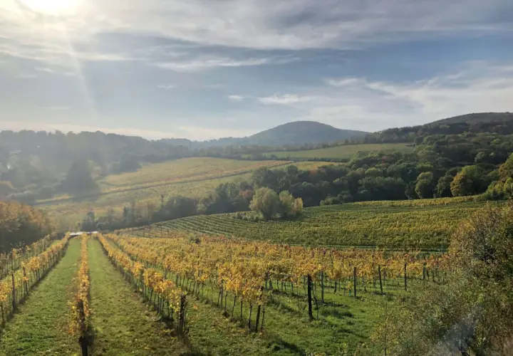 Vignoble doré sous le soleil matinal, s'étendant à perte de vue sur les collines. Un paysage bucolique qui évoque le **domaine des entrefaux**.