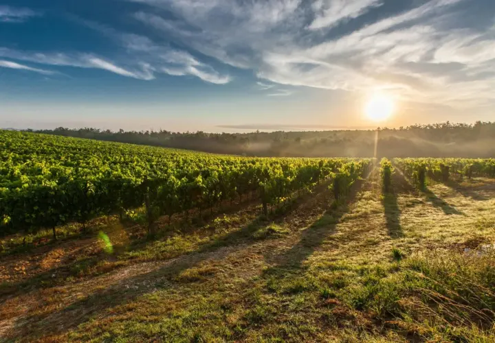 Vignes verdoyantes sous un soleil levant, le **mas haut buis** se reflète dans la rosée du matin. Un paysage bucolique et paisible.