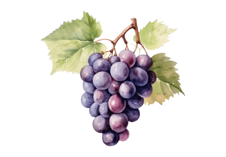 Une grappe de raisins noirs et violets, avec des feuilles vertes. Ces raisins sont la base du pinot noir, un vin rouge apprécié.