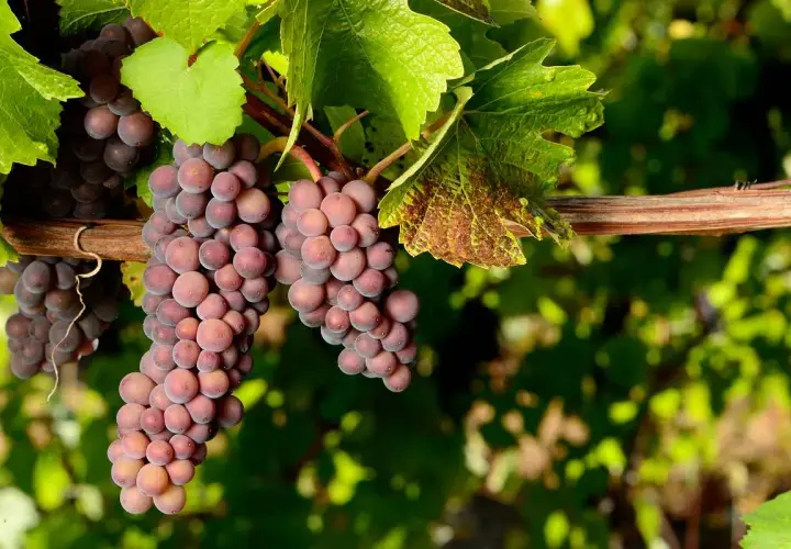Grappes de Pinot Gris rosées, distinctes du Pinot Blanc. Vignes ensoleillées.