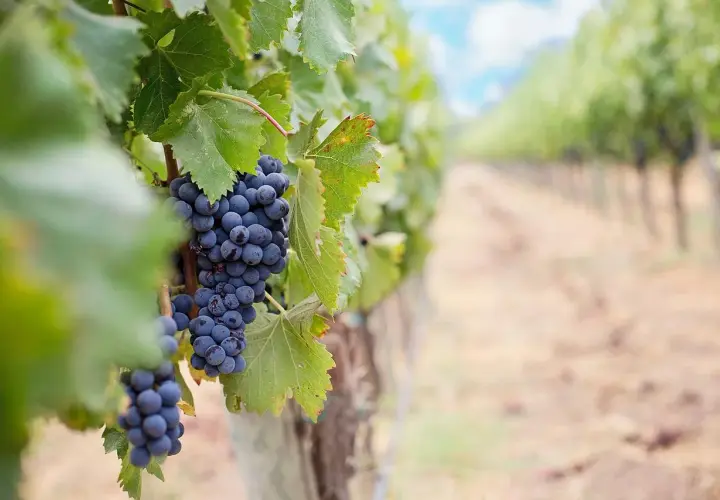 Grappes de cépage mourvèdre mûres sur une vigne, avec une rangée de vignes floue en arrière-plan.
