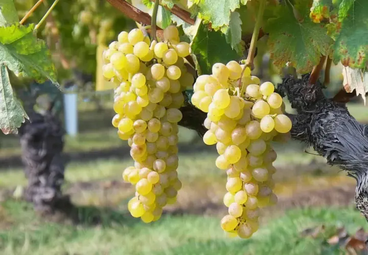 Grappes de raisins blancs mûrs, prêtes à devenir un délicieux vin blanc muscat.