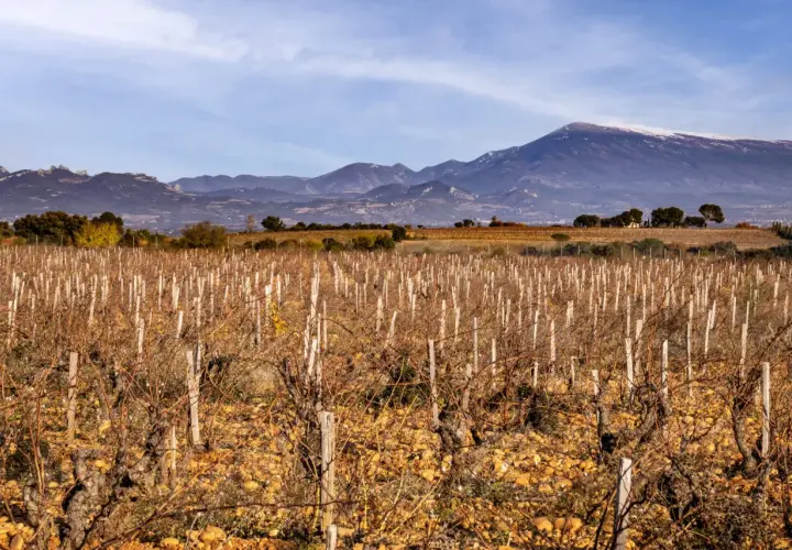 Vignes dénudées au clos du calvaire, sous un ciel bleu, avec des montagnes enneigées en arrière-plan.