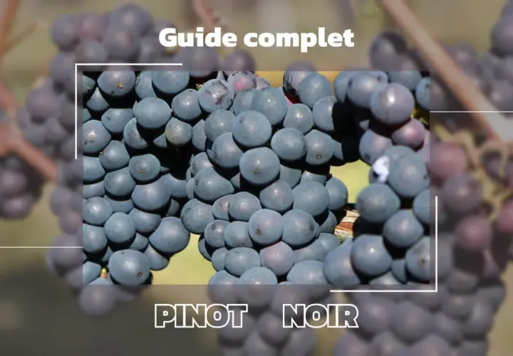 Guide complet sur les caractéristiques du pinot noir, avec des grappes de raisins sombres mises en avant.
