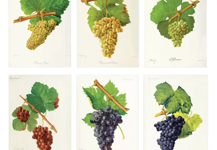 Six illustrations de grappes de raisin : Chenin blanc, Piquepoul blanc, Sylvaner, et trois autres. Ces images montrent la diversité des cépages en France.