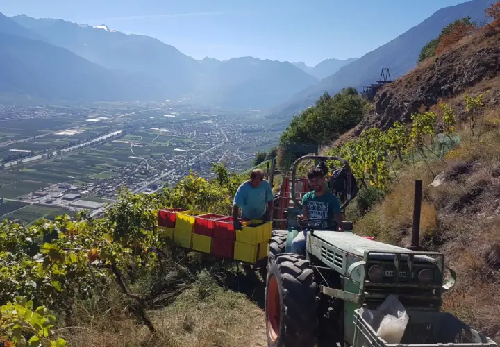 Vendange au domaine de Beudon. Un tracteur vert transporte des caisses de raisins, avec un paysage de vallée et de montagnes en arrière-plan.