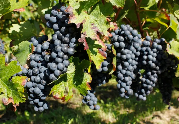 Grappes de raisin merlot mûres sur la vigne, évoquant l'origine de ce vin rouge apprécié.