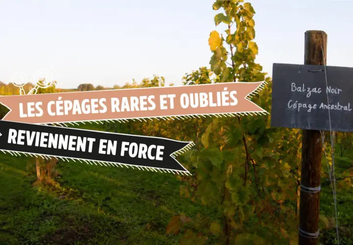 Vigne avec pancarte "Balzac Noir, Cépage Ancestral". Les cépages rares et oubliés reviennent en force.
