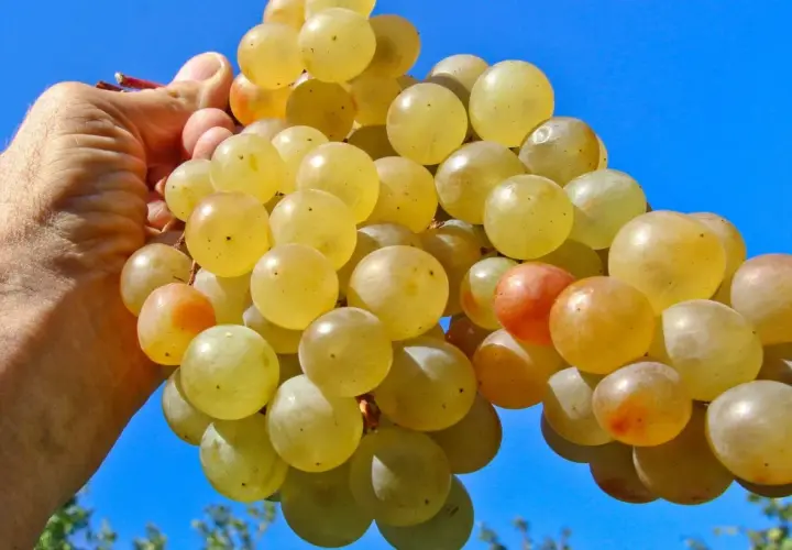 Une main tient une grappe de raisins blancs, certains rosés. Peut-on faire du vin rouge avec du raisin blanc ? La réponse est non, mais ces raisins sont parfaits pour un vin blanc fruité.