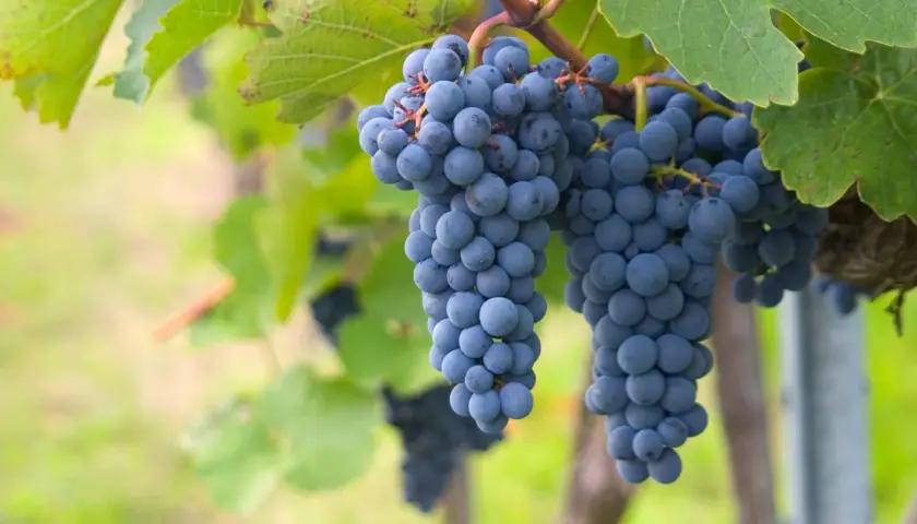 Grappes de cépage gamay mûres et bleutées pendant au soleil, prêtes à être récoltées pour un vin fruité.