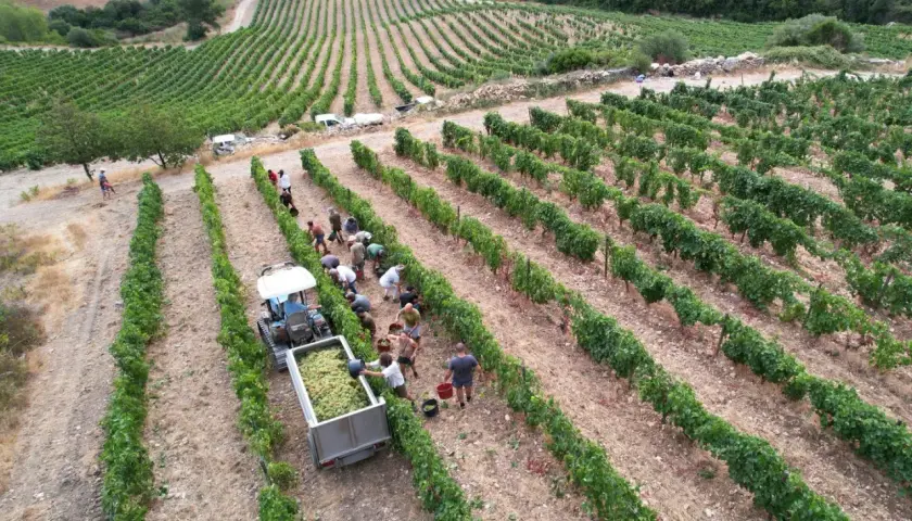 Vendanges au domaine Leccia : des vignerons récoltent le raisin à la main, une équipe charge le tracteur.