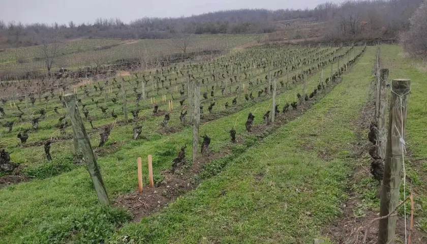 Vignoble en rangées, avec des vignes taillées et des piquets en bois sous un ciel couvert.