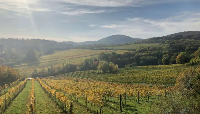 Vignoble doré sous le soleil matinal, s'étendant à perte de vue sur les collines. Un paysage bucolique qui évoque le **domaine des entrefaux**.