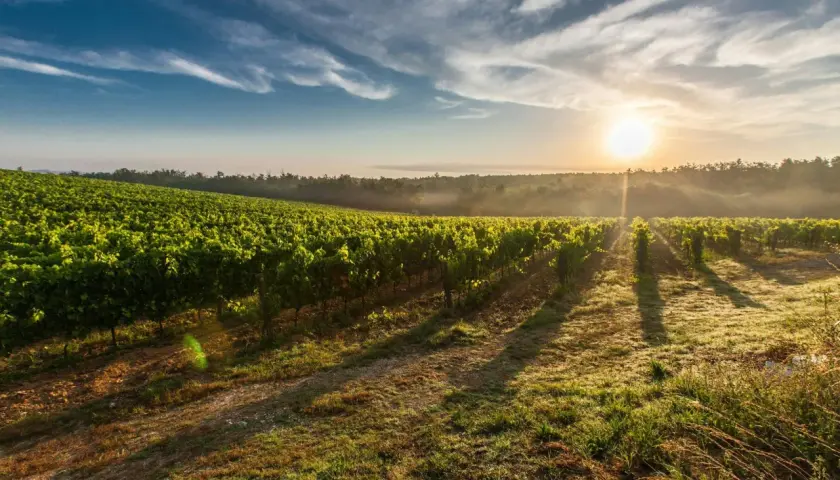 Vignes verdoyantes sous un soleil levant, le **mas haut buis** se reflète dans la rosée du matin. Un paysage bucolique et paisible.
