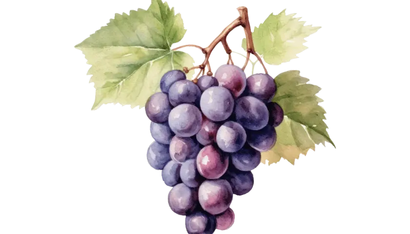 Une grappe de raisins noirs et violets, avec des feuilles vertes. Ces raisins sont la base du pinot noir, un vin rouge apprécié.