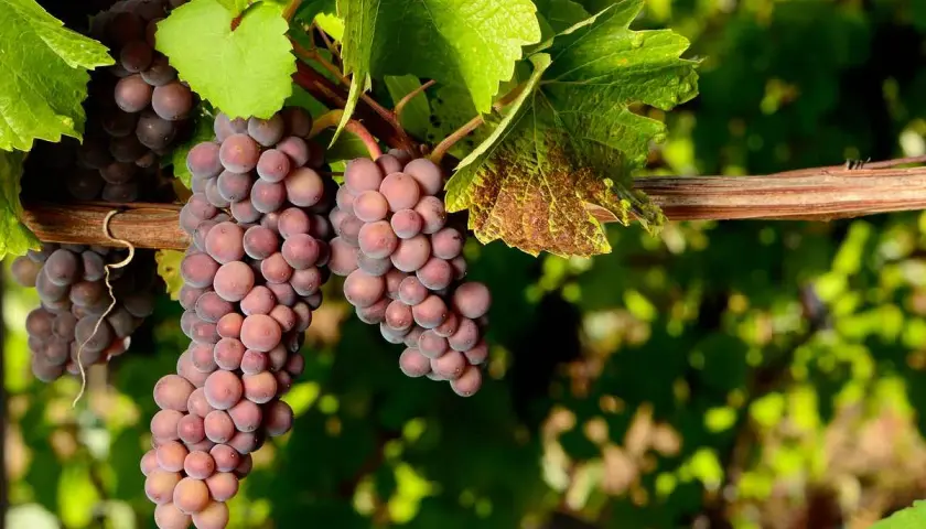 Grappes de Pinot Gris rosées, distinctes du Pinot Blanc. Vignes ensoleillées.