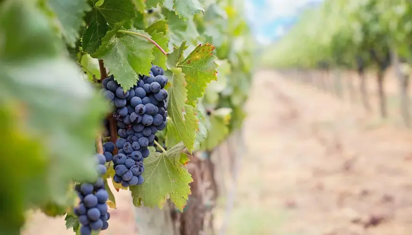 Grappes de cépage mourvèdre mûres sur une vigne, avec une rangée de vignes floue en arrière-plan.