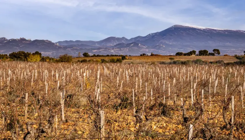 Vignes dénudées au clos du calvaire, sous un ciel bleu, avec des montagnes enneigées en arrière-plan.