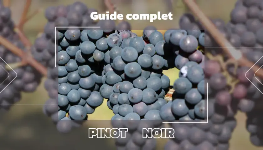 Guide complet sur les caractéristiques du pinot noir, avec des grappes de raisins sombres mises en avant.