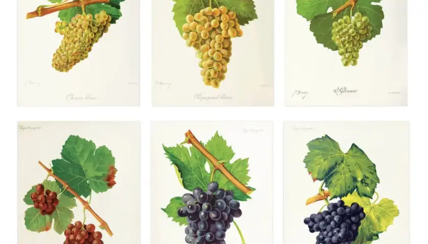Six illustrations de grappes de raisin : Chenin blanc, Piquepoul blanc, Sylvaner, et trois autres. Ces images montrent la diversité des cépages en France.